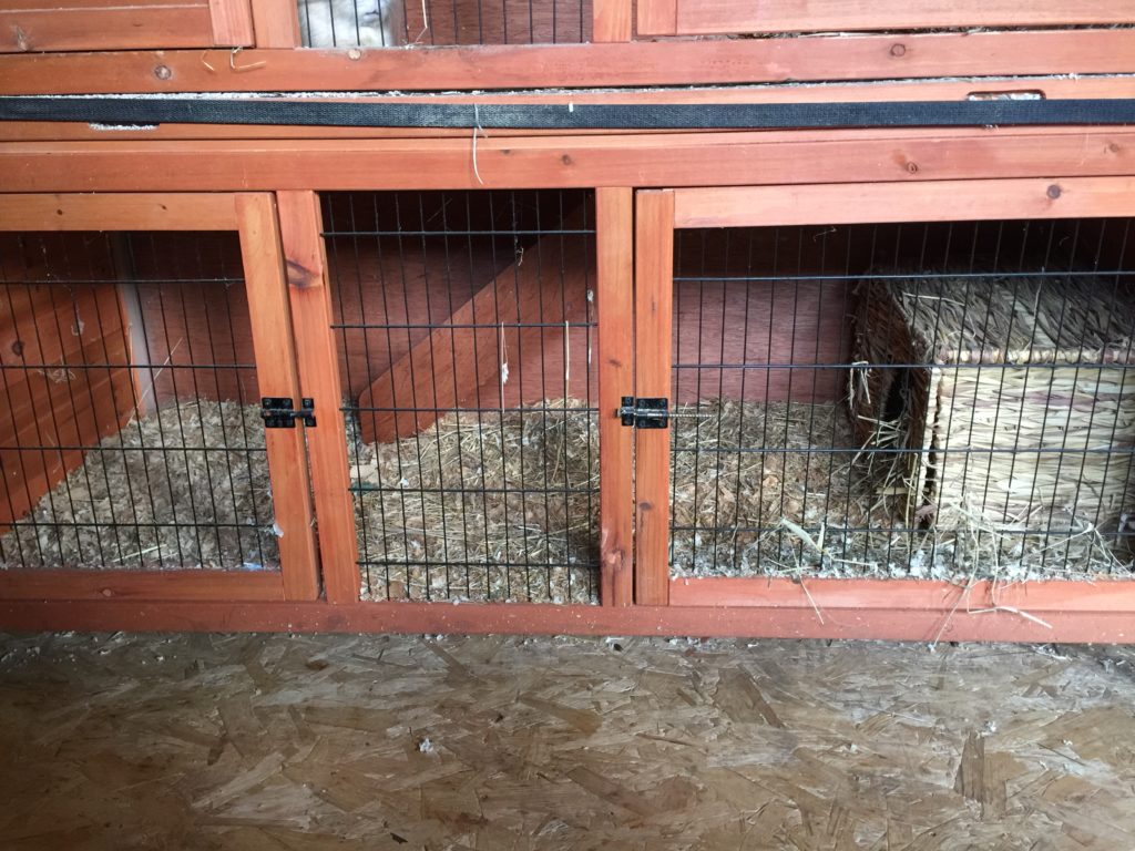 Guinea Pig Hotel Guinea Pig Hotel