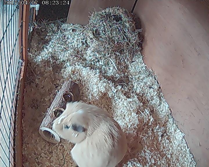 Tubs CCTV Shots Take 2 Guinea Pig Hotel