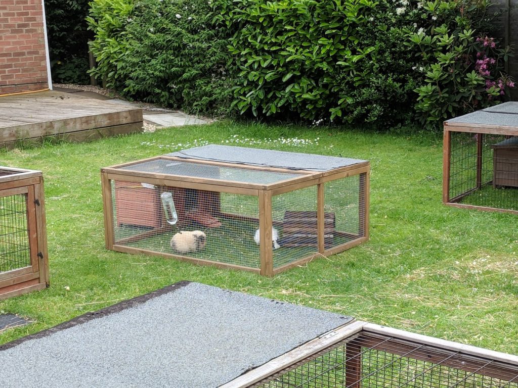 Guinea Pig Hotel Guinea Pig Hotel