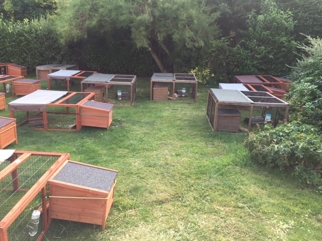 Guinea Pig Hotel Guinea Pig Hotel