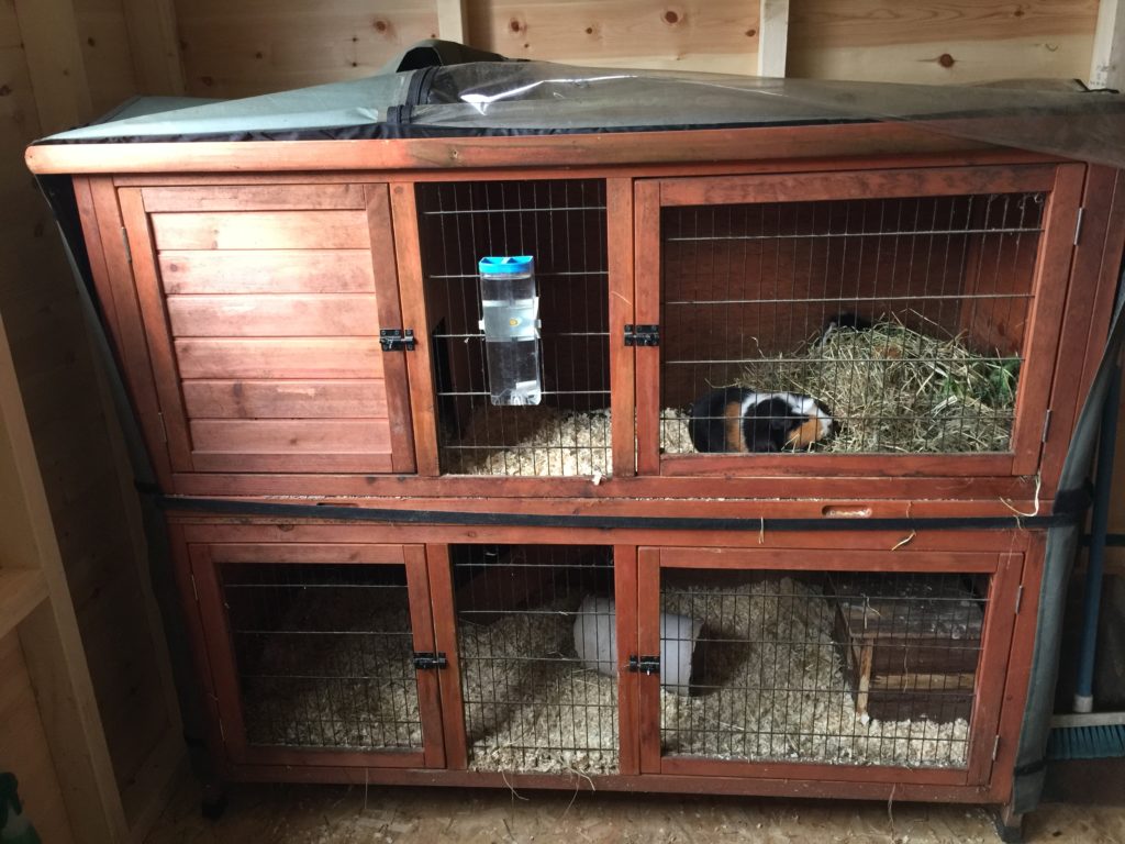 Guinea Pig Hotel Accommodation - Guinea Pig Hotel