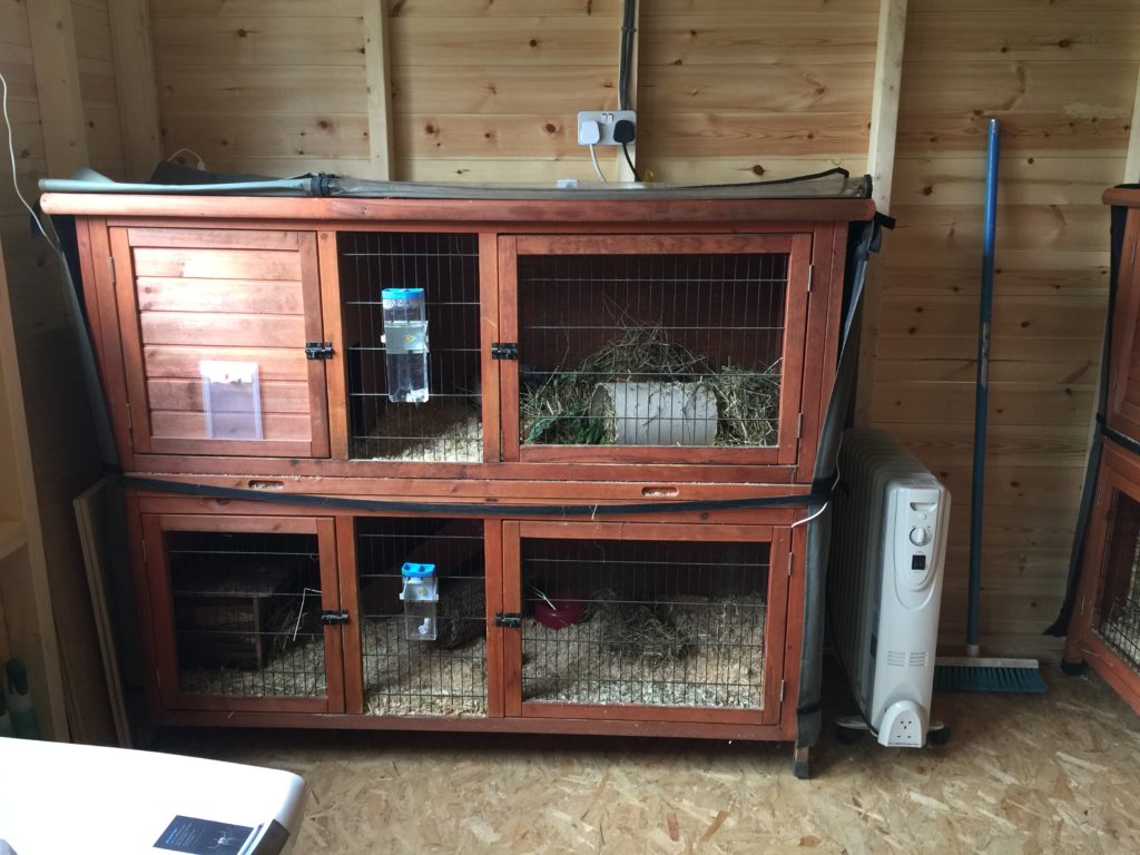 Guinea Pig Hotel Accommodation - Guinea Pig Hotel