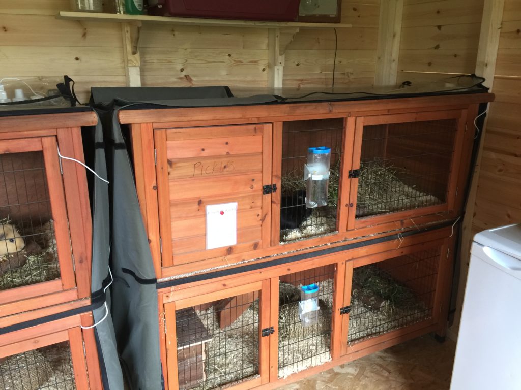 Guinea Pig Hotel Accommodation - Guinea Pig Hotel