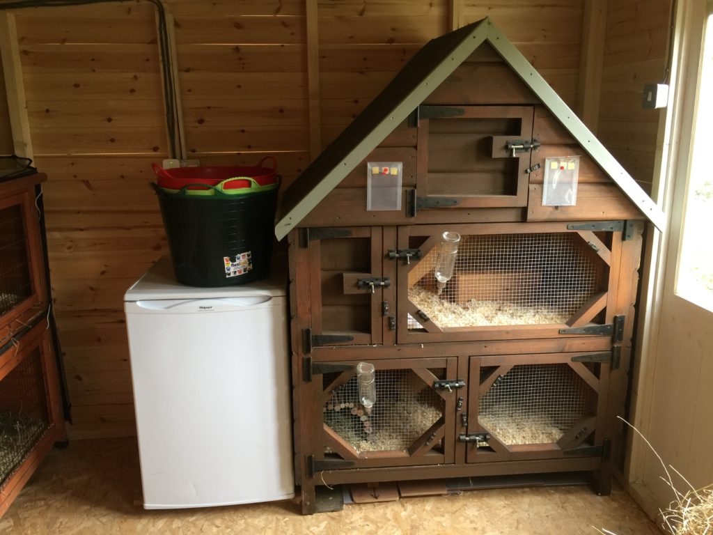 Guinea Pig Hotel Accommodation - Guinea Pig Hotel