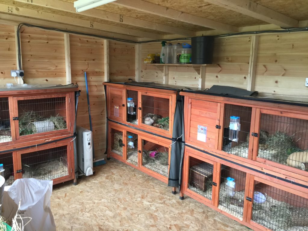 Guinea Pig Hotel Accommodation - Guinea Pig Hotel