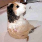 Bath Wiggle