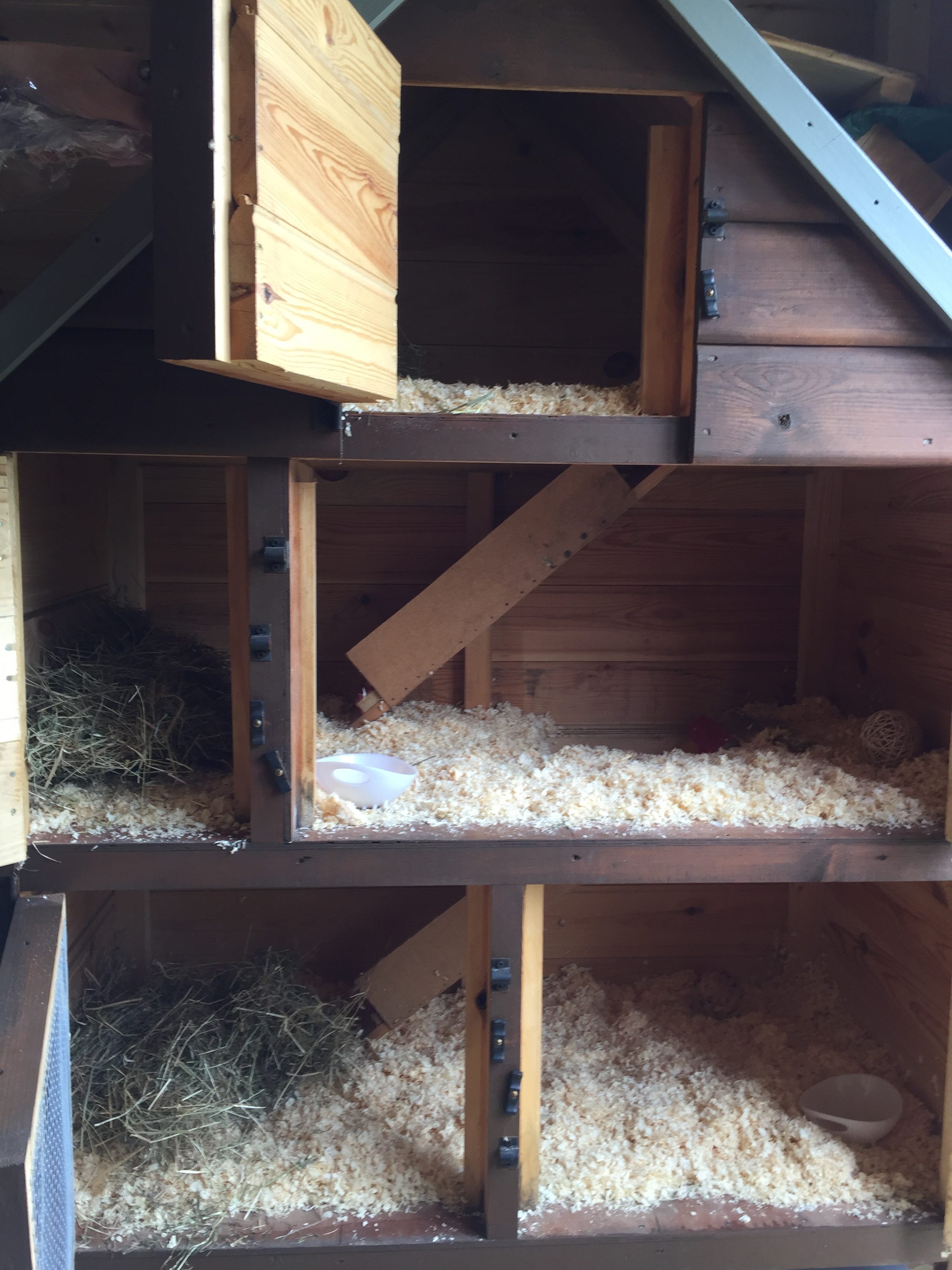 New Accommodation Up to Eight Guinea Pigs Sharing - Guinea Pig Hotel