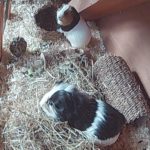 Kevin and Keith's Latest stay at Guinea Pig Hotel