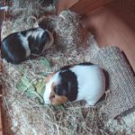 Kevin and Keith's Latest Stay at Guinea Pig Hotel July 2017