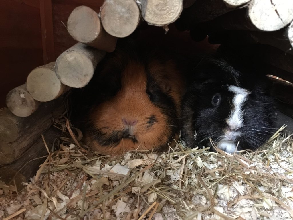 Guinea Pig Hotel Room Rates Guinea Pig Hotel