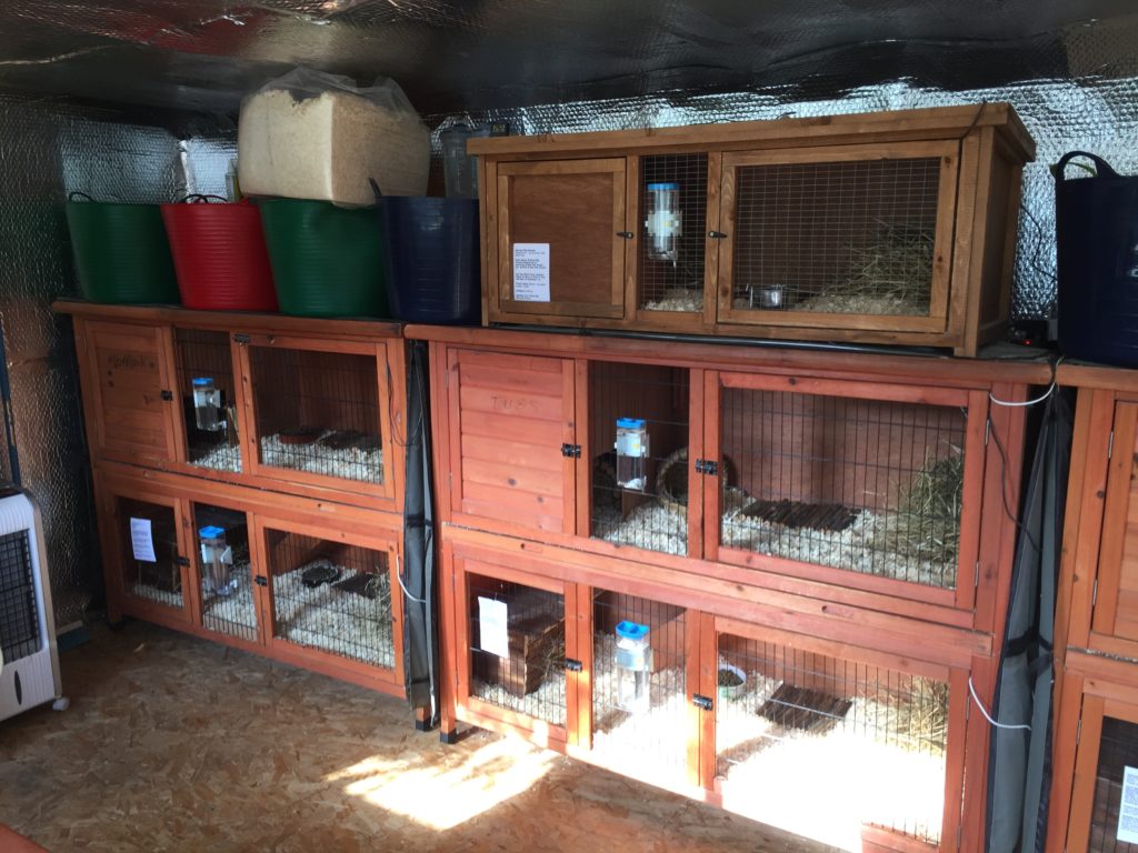 Guinea Pig Hotel Accommodation - Guinea Pig Hotel