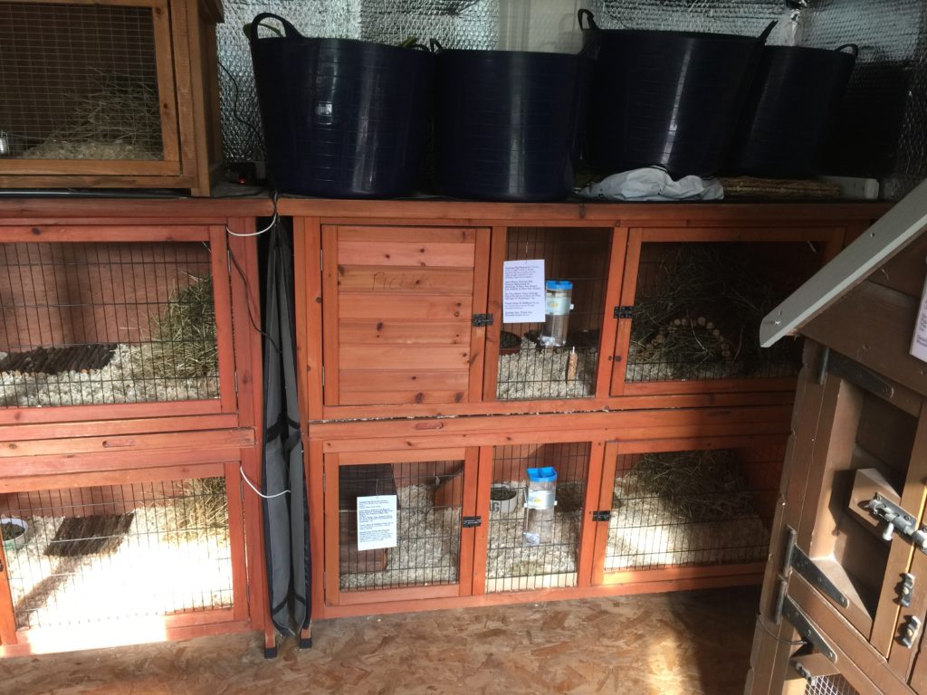 Guinea Pig Hotel Accommodation - Guinea Pig Hotel