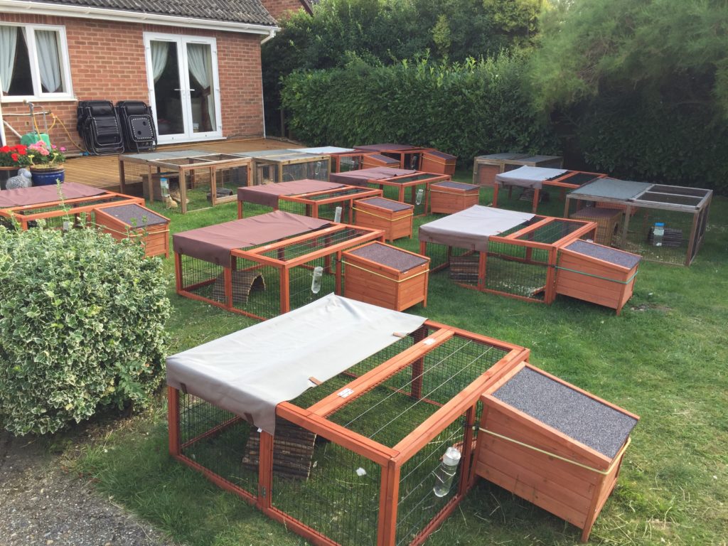 Guinea Pig Hotel Guinea Pig Hotel